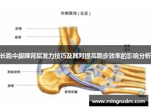 长跑中脚踝背屈发力技巧及其对提高跑步效率的影响分析